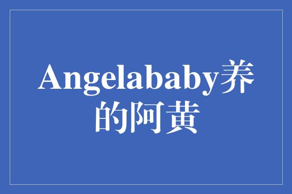 Angelababy养的阿黄