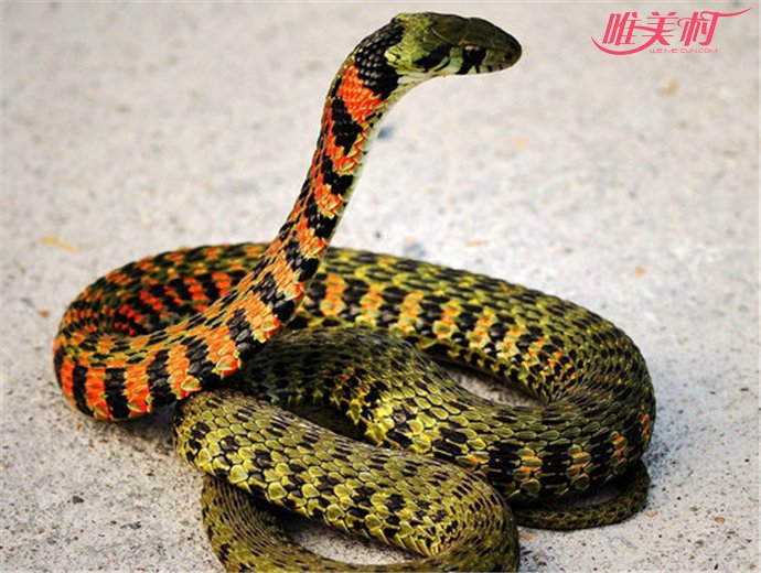 四川常见蛇类图片